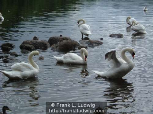 Swans